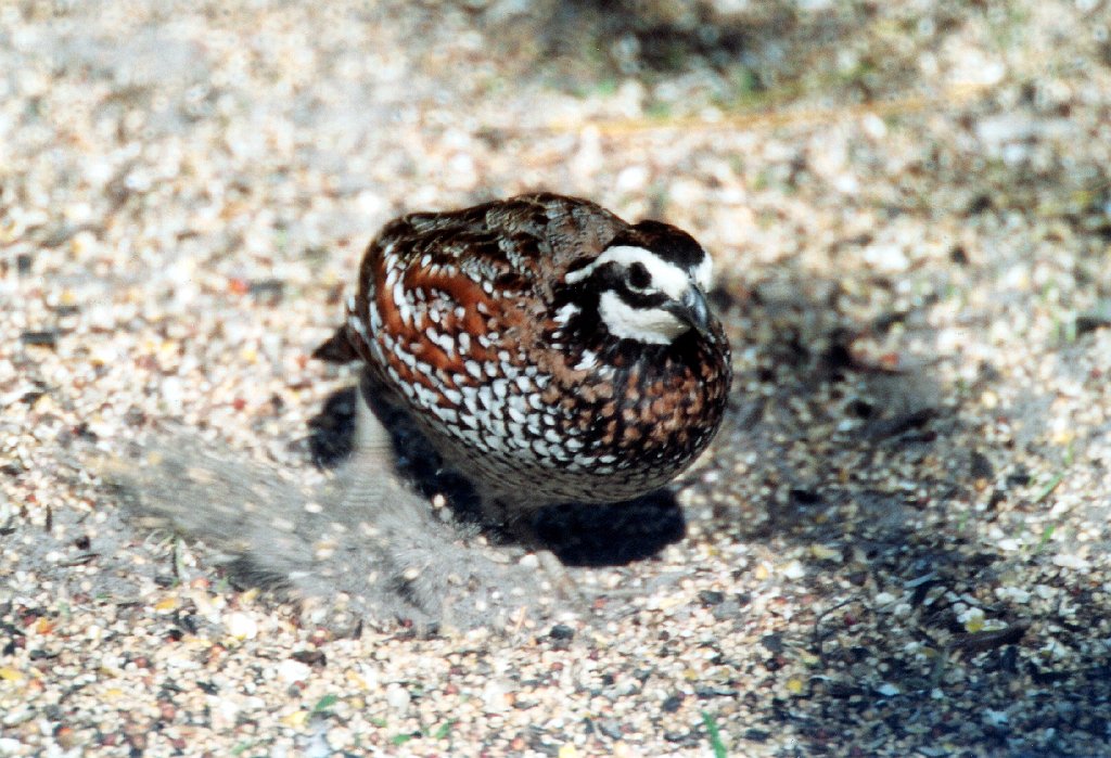 Bobwhite, 2003-01 Okeeheelee SP, FL B08P29I02.jpg - Bobwhite